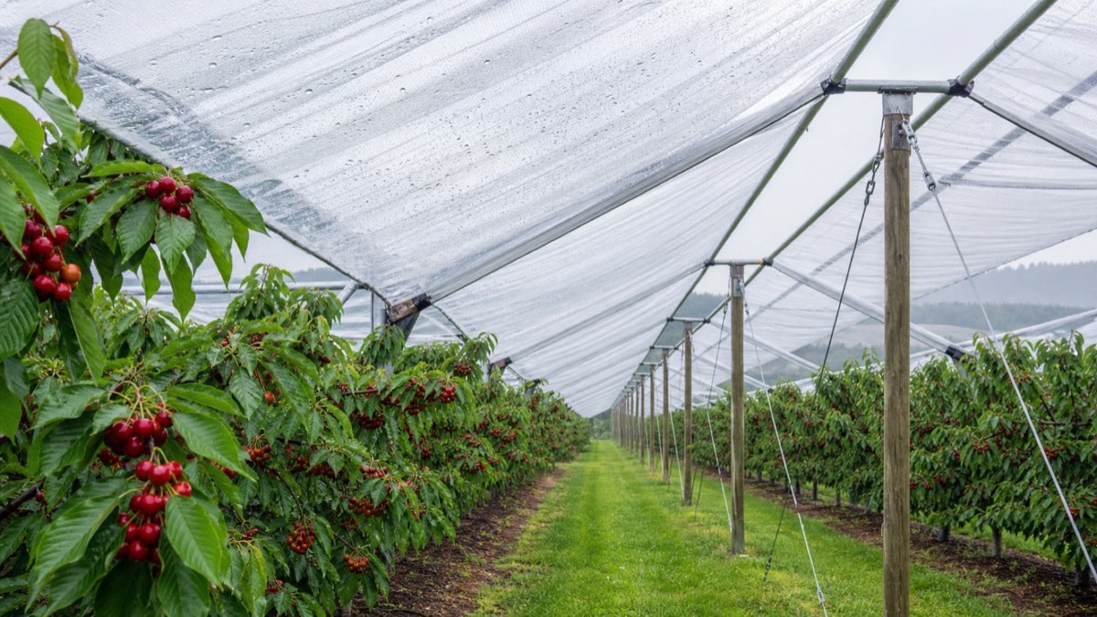 Transparent reinforced PE rain cover installed above rows of ripe cherry trees